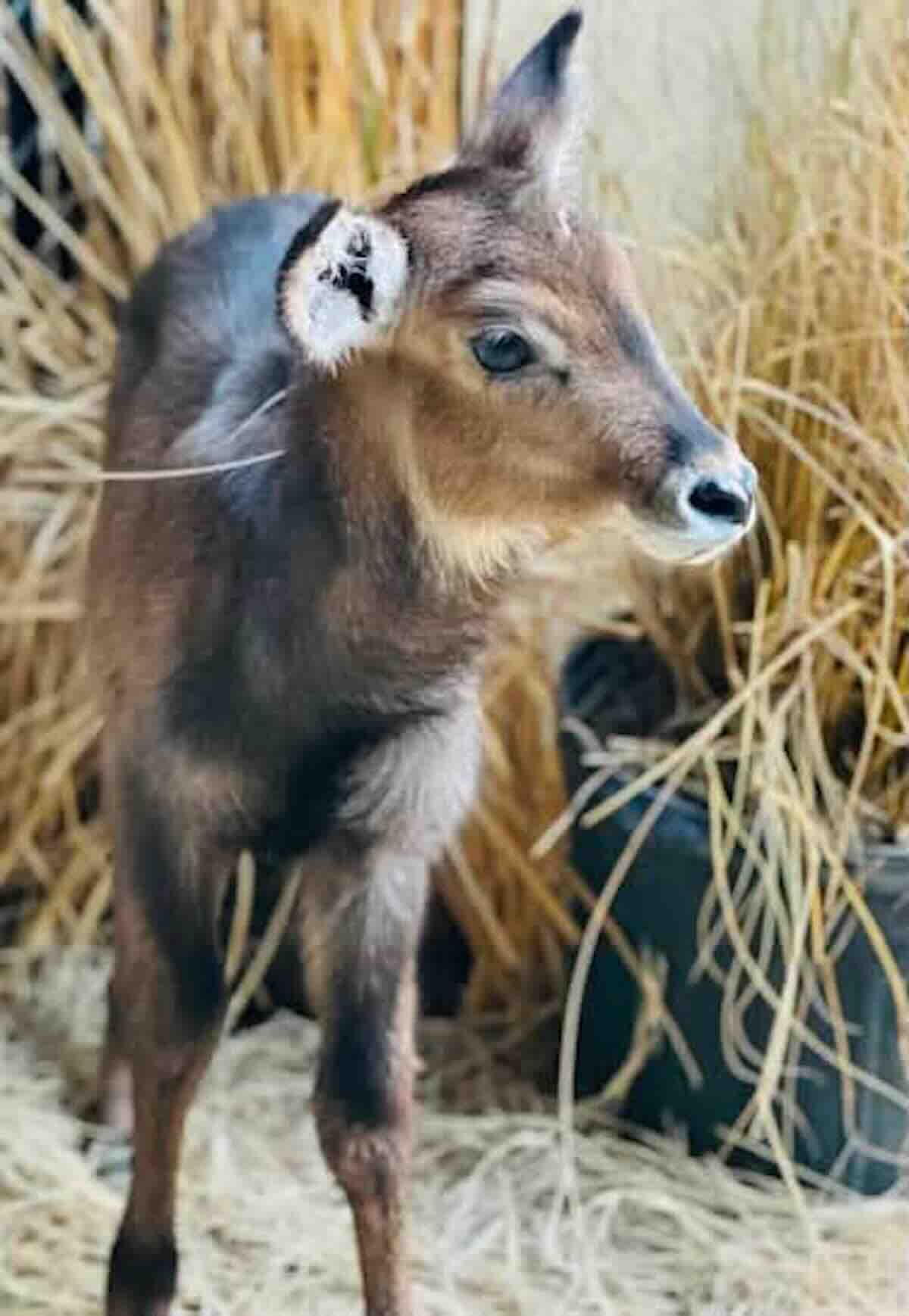 disney baby waterbuck