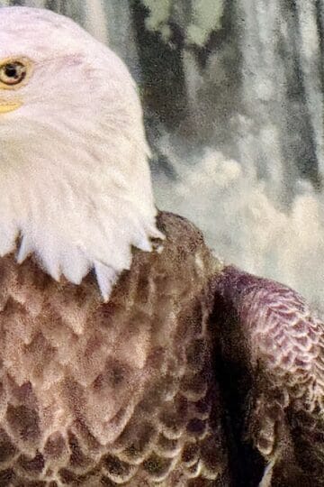 It's Official- Dollywood's Eagles Are Not Returning to the Sanctuary