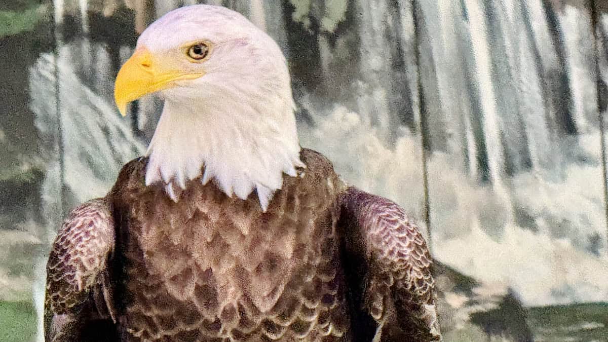 It's Official- Dollywood's Eagles Are Not Returning to the Sanctuary