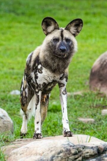 A New Furry Friend Arrives in Disney World