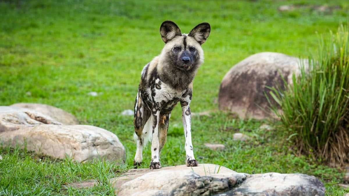 A New Furry Friend Arrives in Disney World