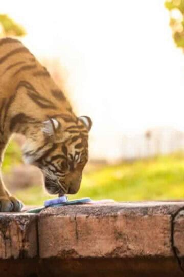 https://disneyparksblog.com/wdw/bakso-the-tiger-birthday-at-disneys-animal-kingdom/