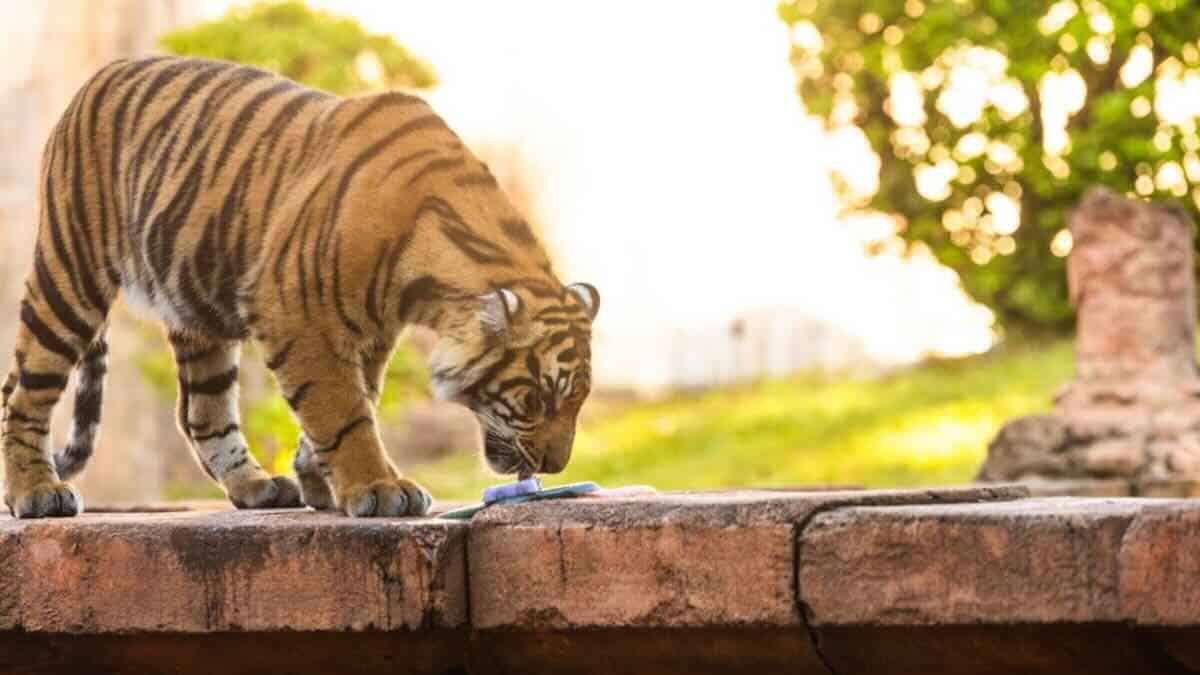 https://disneyparksblog.com/wdw/bakso-the-tiger-birthday-at-disneys-animal-kingdom/