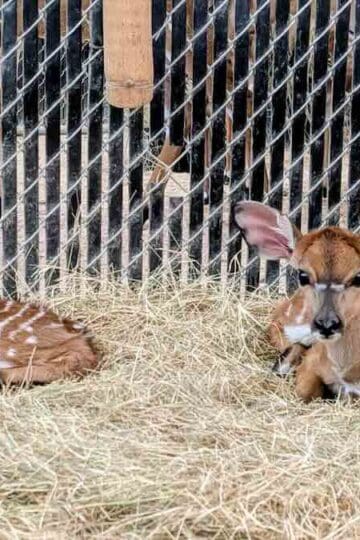 THREE New Disney Baby Animals Have Arrived At Disney World