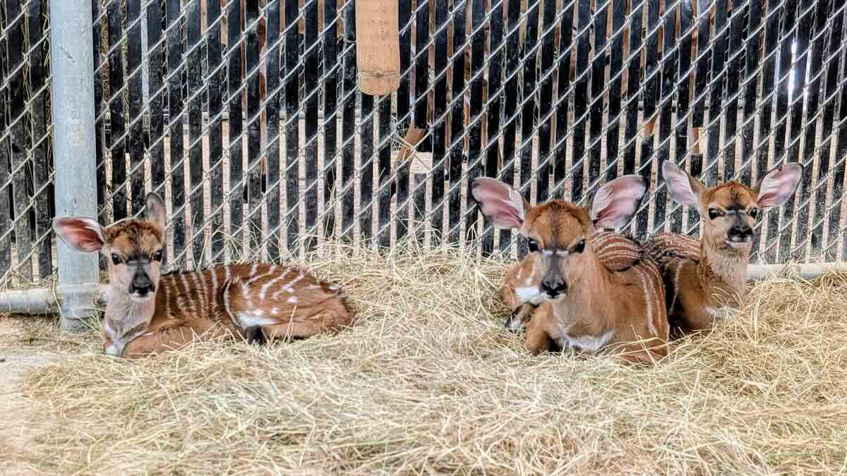 THREE New Disney Baby Animals Have Arrived At Disney World