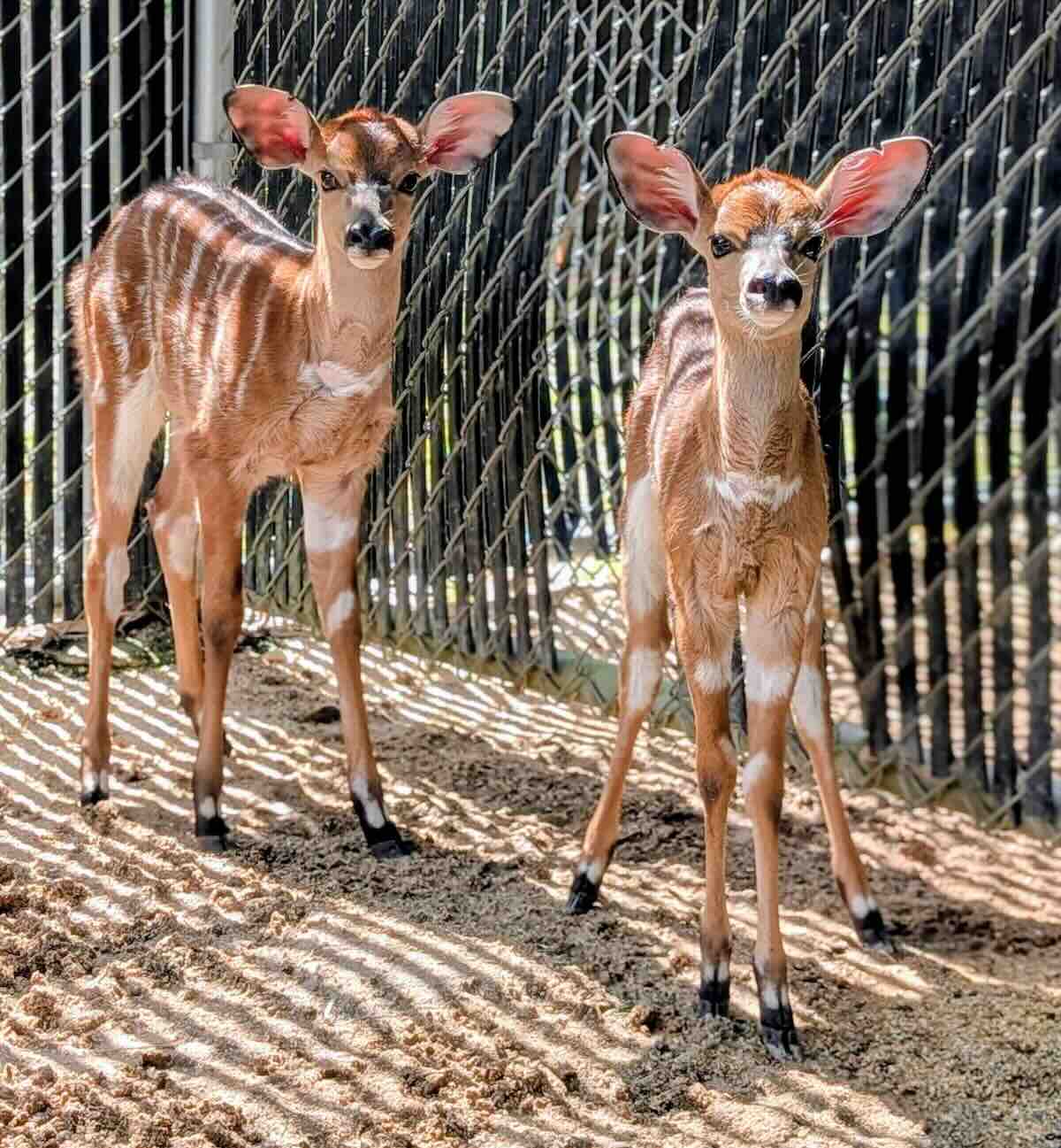 baby nyala disney