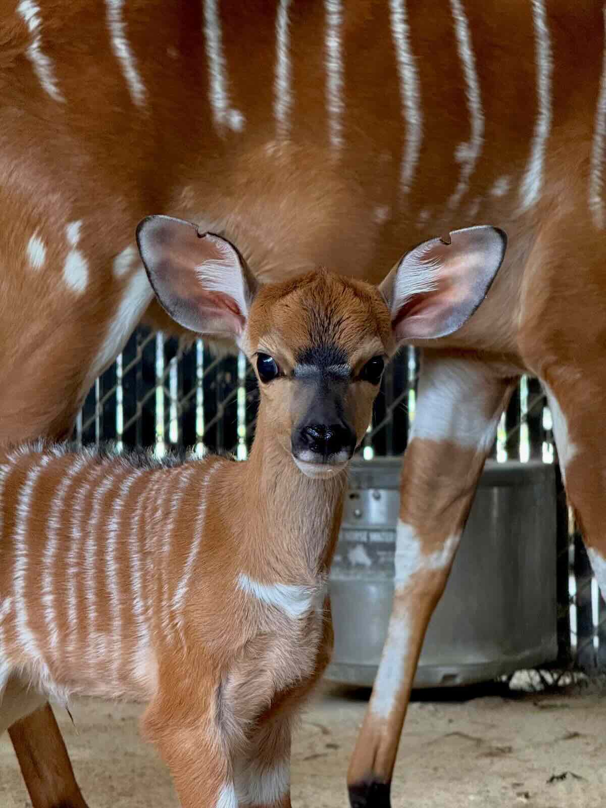 nyala disney animal baby
