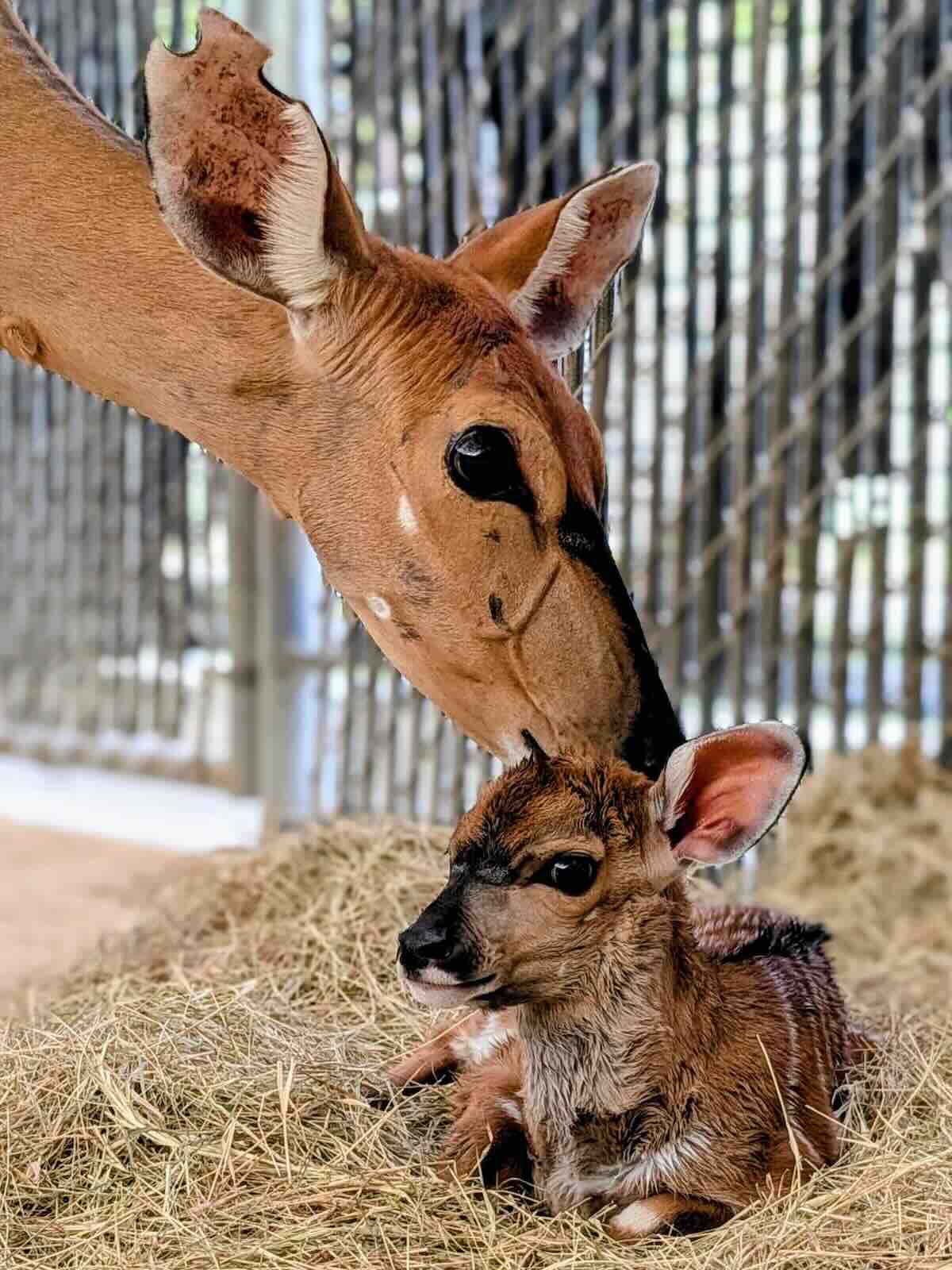 nyala disney baby akl